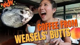 Drink coffee from poop 💩 ? WEASEL COFFEE Chumphon [ กาแฟขี้ชะมดชุมพร ] Most expensive coffee ?