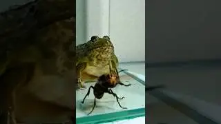 frogs and beeế#frog #frogcore #frogking #frogattack