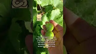 My squash plants are not doing okay #smallgarden #desertgarden