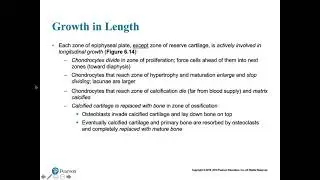 GROWTH IN LENGTH & WIDTH
