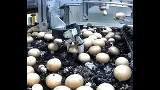 Mycionics Robotics: The Future of Mushroom Harvesting | 30+ Picks Per Minute!
