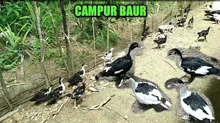 MENCAMPUR ENTOK KECIL DENGAN YANG SUDAH BESAR, KANDANG UMBARAN ENTOK