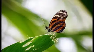 Das Papiliorama in Kerzers &laquo;Fauna, Flora & Fun&raquo; (Deutsch)