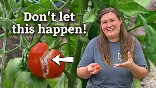 Why tomatoes split + 3 simple solutions to PREVENT it! 🍅