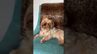 Funny Insta dog Reels | Insta Reels  #Shorts