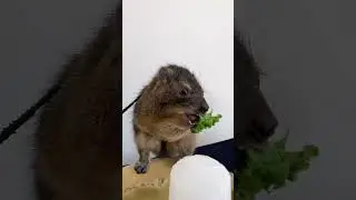 Rock hyrax lunch time! 😋🥰 #animals #hyrax #cuteanimals #funnyanimals #cute