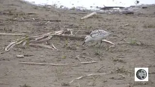 Bécasseau sanderling