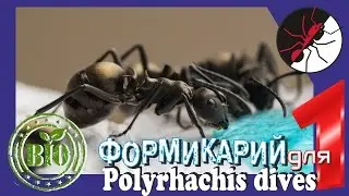 Муравьиная ферма. Биотоп для Polyrhachis dives
