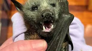 Rescuing a baby flying-fox on the ground;  this is Hubbub