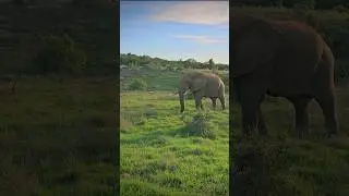 🐘 Getting up close and personal. #acoupleenroute #addoelephantnationalpark #elephant #sanparks
