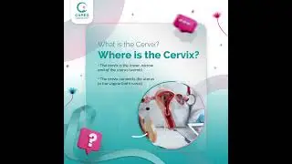 What is cervix? Where is cervix?