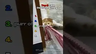 Cats Destroying Things Compilation 😭 #shorts #cats #catshorts #kitten #pets #furry
