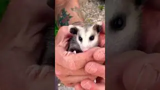 Why Opossums Are Nature's Most Misunderstood Sweethearts #opossum #wildliferescue #shorts