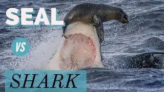 Seal escapes from shark