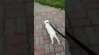 Первая прогулка щенка лабрадора🐕&zwj;🦺, видео 1. Лабрадор, лабраконь Tema White Labrahorse. Labrador