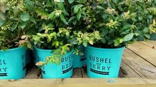 Bushel & Berry&trade; Vaccinium Pink Icing&trade; (Blueberry)