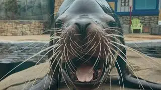 Sea Lion Show Spring Training at the Saint Louis Zoo