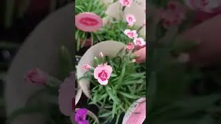 Dianthus Kisses planta🌹🌹
