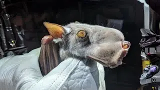 Hammer-Headed Bat 🦇 Does This Creature Exist?