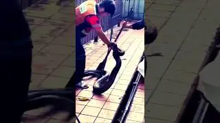 Bangkok PYTHON Drama! 🐍😨 #Thailand #Snake #Viral #Shorts
