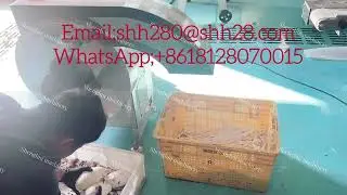 Taro chips cutting machine/French potato chips cutting machine 