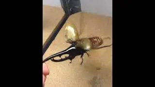 😱😱😱😱 Largest Beetle in the World Viral Video