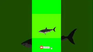 Fish 🐬🐟🐳🐋 Swimming Green Screen #animals #fish#greenscreen #cartoon #animation