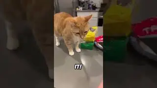 A cat video compilations #33