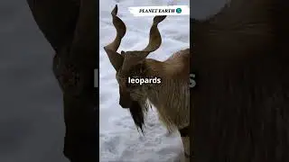 The Majestic Markhor  Nature's Acrobat
