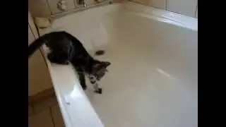 ★ Gato se arrepiente de entrar en la ba&ntilde;era ★ humor gatos ★ videos mas vistos