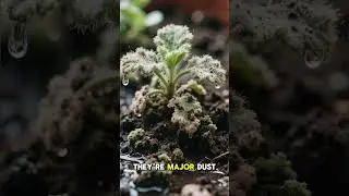 Indoor Allergy Alert: 7 Plants You Should Never Keep #moringasuperfood #plantcare #aiart