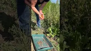 Ringelblumen: Ernte von Samen und Bl&uuml;ten auf dem Feld.