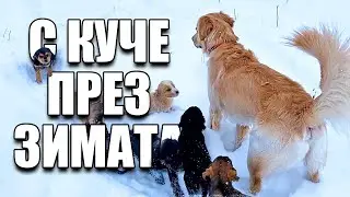 1 ДЕН С КУЧЕ ПРЕЗ ЗИМАТА