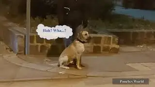 Dog Waits For The Green Light With His Owner Before Crossing The Street