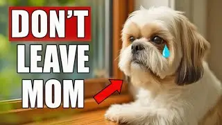 13 Mistakes You're Making When Leaving Your Dog Alone (You&rsquo;ll Regret It!)
