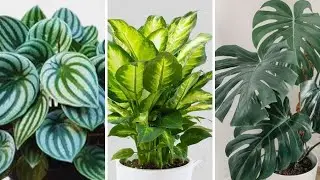 15 Houseplants tour 2022 / Top Indoor Plants / Best Indoor Plants for Apartments / Houseplants 2022