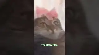 The Meow Files 🧟🙀