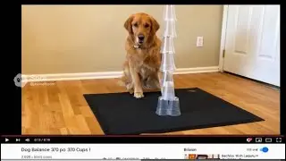 Dog balancing cups | reaction video #dogs #balancing #cups #lolshorts #youtubeshorts #youtubeviral 