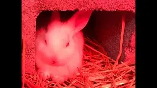 He was wrong, the buckets work!!! (Meat rabbit colony - Bucket burrow update) 5 3