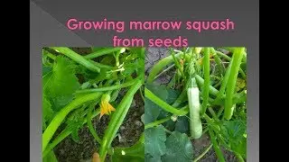 How to grow marrow squash. Easy. Ecologic