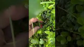 Прогулка по горам по лесам. А4 формат