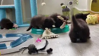 A whole litter of black Persian kittens!