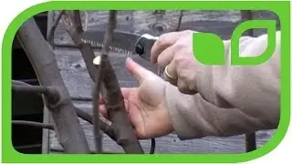 Wie schneide ich Feigenbaeume, Feigenstraeucher