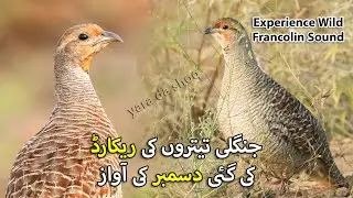 Real Experience of Wild Francolin Voice | Jungli Teetaro ki Awaz | Real Jungle Partridge Calling