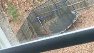 Over 30 birds were in my backyard 