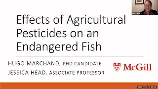 Effects of Agricultural Pesticides on an Endangered Fish - with Dr. Jessica Head