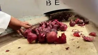 Packing Station Red Onion