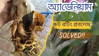 অ্যাডেনিয়ামের গোড়া পচা সমস্যা ও সমাধান ||Adenium Root Rot Problem?Watch This Easy Solution!
