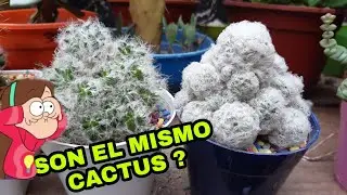 cactus mammillaria plumosa hasta sus espinas son hermosas