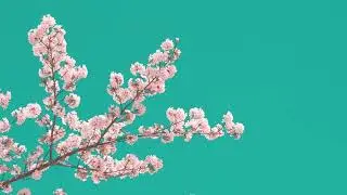 Copyright Free Video | Free Stock Footage for YouTube | No Copyright Video